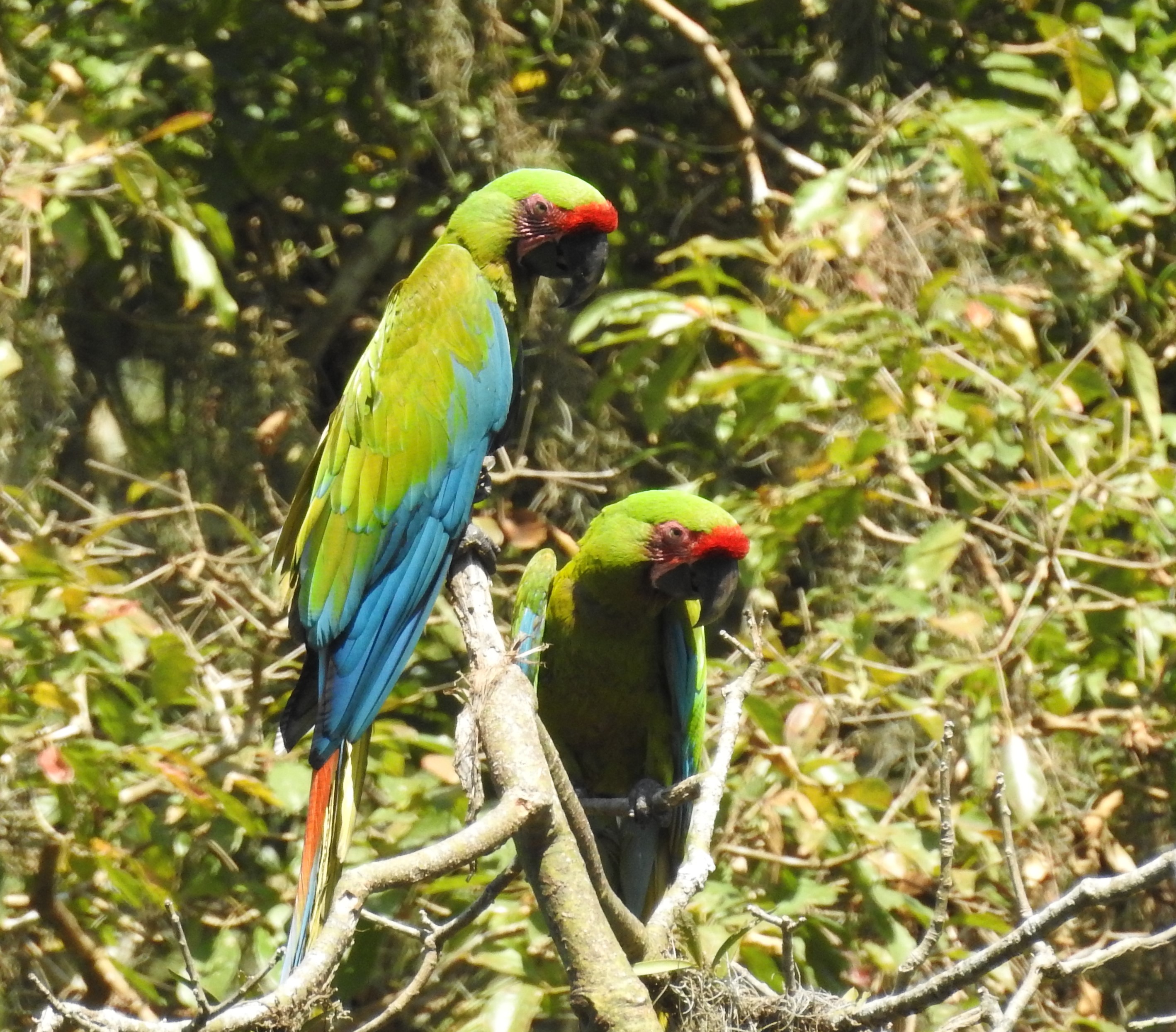 Great news for the Great Green Macaw!